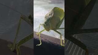 Leaf Bug | Katydid