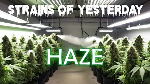 Strains of Yesterday : HAZE