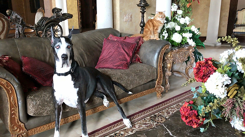 Great Dane and Her Cat Love Massive Floral Arrangements