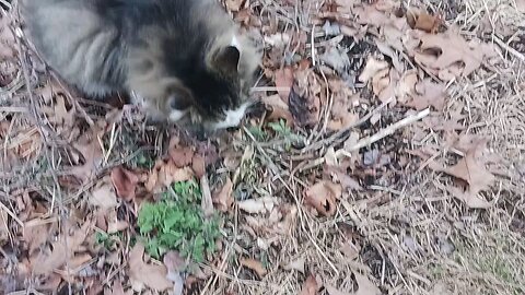 Jackson eating organic catnip