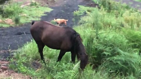 Slinky comes back from morning run while brumbies and Ruby visit