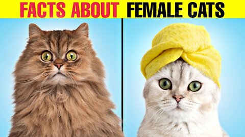 5 surprising Facts About Female Cats