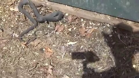 Snake In The Chicken Coop Trying To Get Him Out