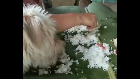 Cute Puppy Joins Our Boodle Fight