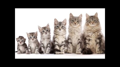 Kitten to Cat super fast time lapse