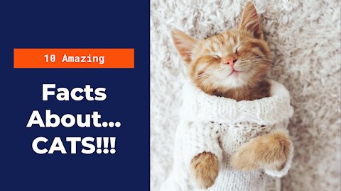 10 Amazing Facts about Cats