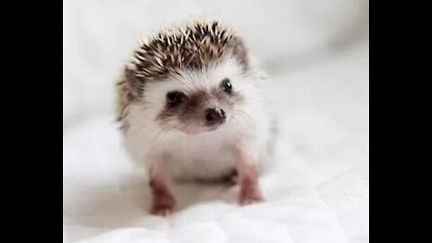 Cute Little Hedgehogs Compilation/Try not to Aww