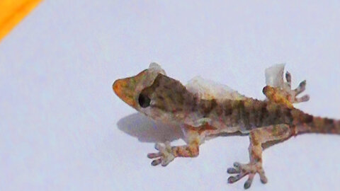 Super Cute Spanish Reptile Captured at Home