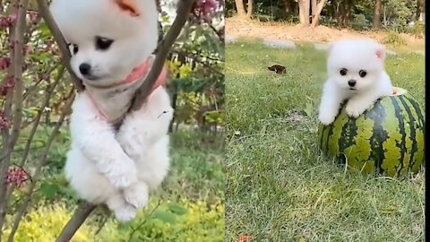 Most Famous Pomeranian TikTok Compilation 2022 cute puppies