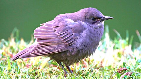 Close-up of a Starling Baby Fledgling