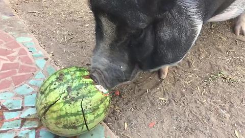 Frustrated pig can't crack open watermelon