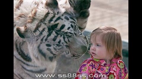 Tiger Yasha meets his four cubs for the first time at Zoo