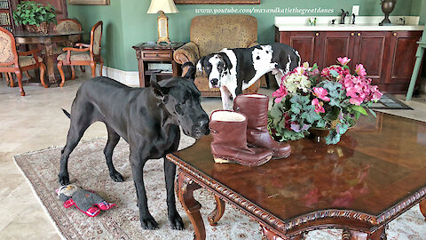 Great Danes Turn UGG Boot With a Wooden Heel Into A Chew Toy