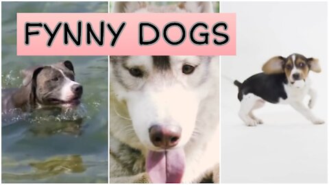 Watch these amazing dogs🐶😀