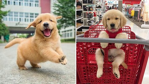 Funniest & Cutest Golden Retriever Puppies #1