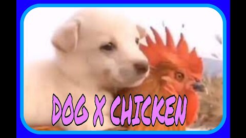 Funny videos of dog fights with rooster, come and have a good laugh