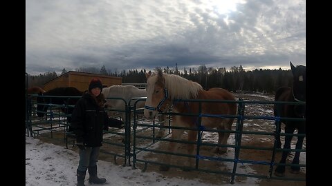 What's Going On With Our DRAFT HORSES??