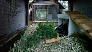 Cheif The Rabbit in his hutch getting some lunch. Rabbit City