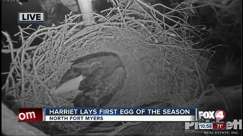 Harriet lays first egg of season