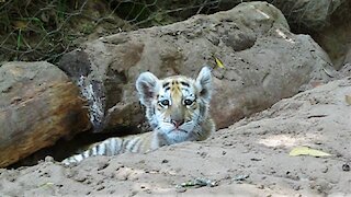 Rare golden tiger cub looks extremely cute!