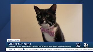 Milo Crouton the cat is up for adoption at the Maryland SPCA