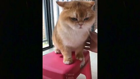 Cutest pets of TikTok - Try not to smile