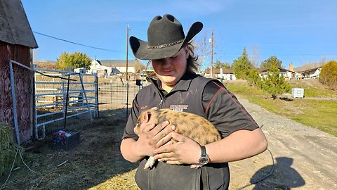 Graham Family Farm: Fat Little Piggy