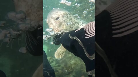 A playful seal at Lundy Island #seal #animals #wildlife #subscribe #viral #shorts #new