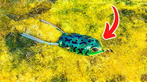 HATE Throwing A Frog? Watch This Video!