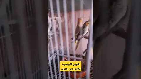 طيور كاليبسيت لاتينو عين حمراء