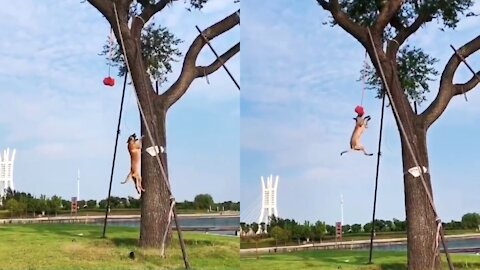 Super Power Belgian Malinois Dog | The Best dog jumping and climbing tree