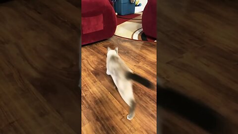 17 year old cat plays fetch 🙄