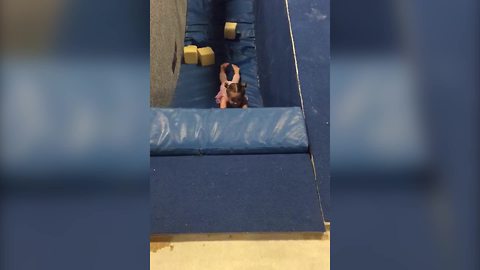 "A Tot Girl Flips Down A Gymnastics Slide and Struggles to Climb Out"