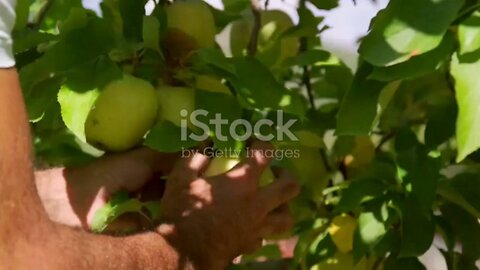 The Journey Of Apple:- Seed To Fruit