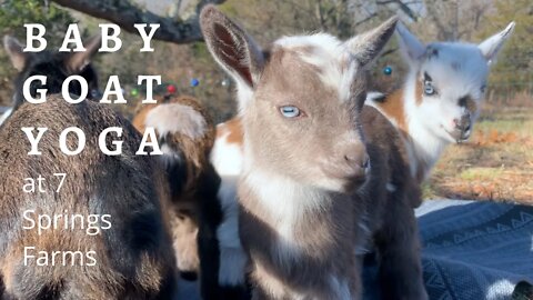 Baby Goat Yoga at 7 Springs Farms