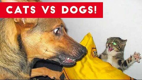 Funniest Cat Vs Dog Video Compilation of 2017 | Funny Pet Videos