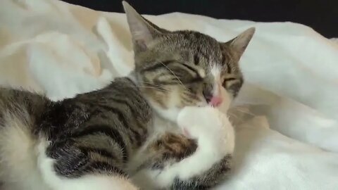 Cat Washes His Fur ASMR