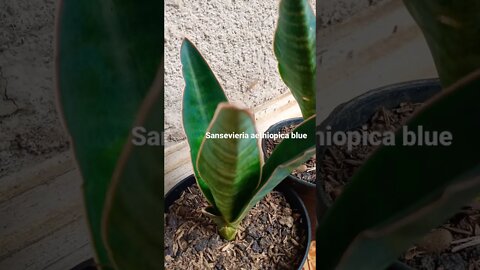 sansevieria#shorts