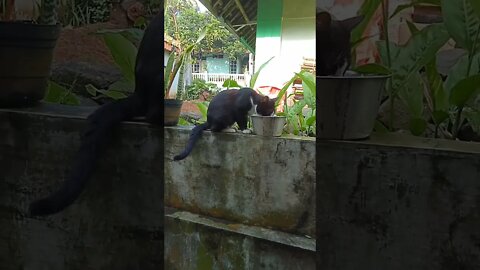 Hiburan dulu...#shortvideo #Country cat#sibulumerah haus....#Kucingviral