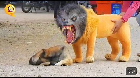 Funny Video, Troll Prank Doggy Funny, Fake Lion and Tiger Prank