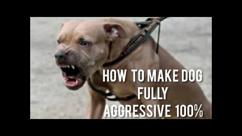 Step by step instructions to Make Dog Become Fully Aggressive With Few Simple Tips