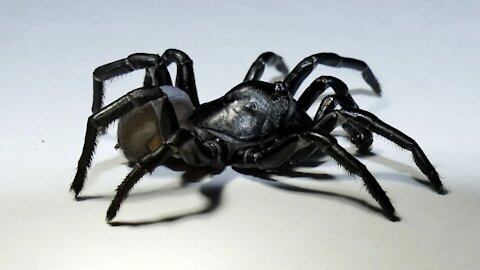 A New Species Of Spider Was Discovered At The Miami Zoo