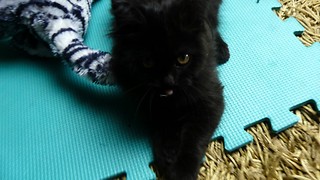 Tug-of-War with Kitten who Refuses to Give White Tiger Toy, Kisses it and Guards it