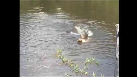 Dog Gets Eaten By Alligator While Swimming In Brazil River!!!