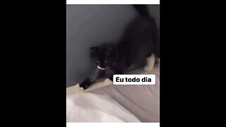 QUANDO VOCÊ ACORDA COM VONTADE DE DORMIR DE NOVO 😸 #shorts #planetaanimalshorts #eulovegatos