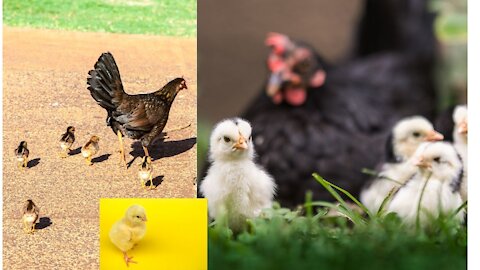 Cute and beautiful Hen Babys Amazing video of Hen Baby