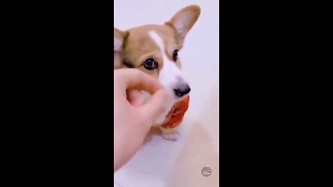 funny animals videos