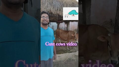 Standing beside a 🐄 🐄 cows 🐂 video, #shorts#, #cute 🐄 #,#cow#,#animal#, #cowvideo#,cow videos