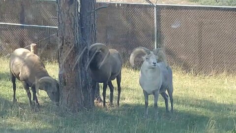 Bighorn sheep by a tree