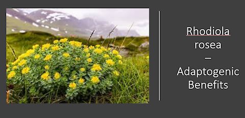 Rhodiola rosea Adaptogenic Benefits